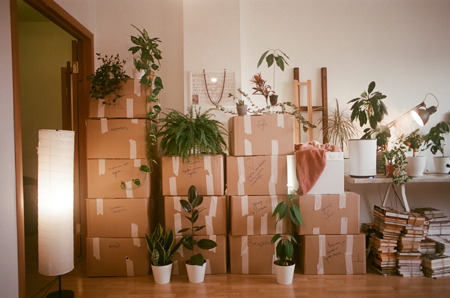 Packed moving boxes and houseplants beside a bright window